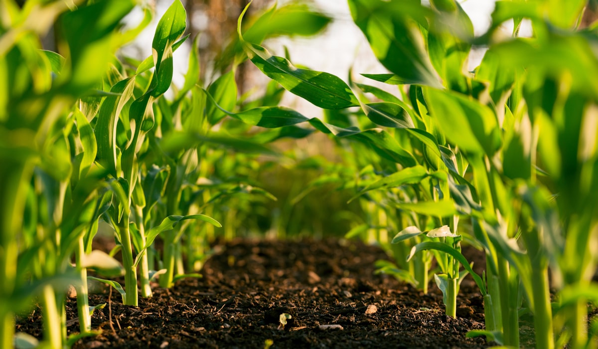 Farming Agriculture